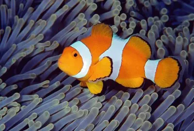 Bonito jigsaw puzzle