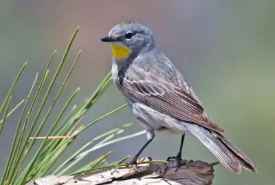 Dendroica coronata auduboni