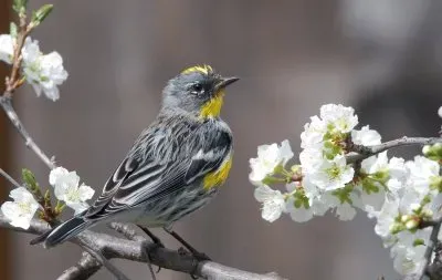 Yellow rumped warbler jigsaw puzzle