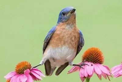 natural