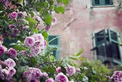 flores jigsaw puzzle