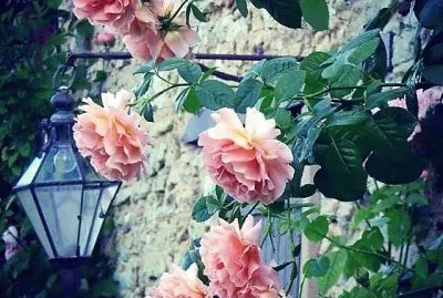 flores jigsaw puzzle