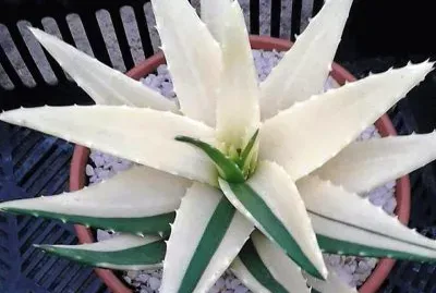 natural jigsaw puzzle