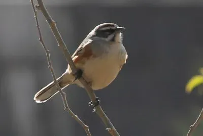 Poospiza hypochondria