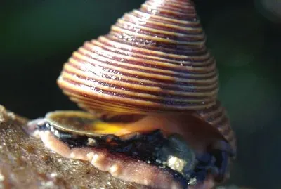 Calliostoma ligatum jigsaw puzzle