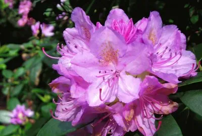 Rhododendron