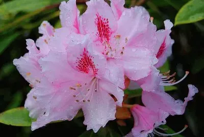 Rhododendron