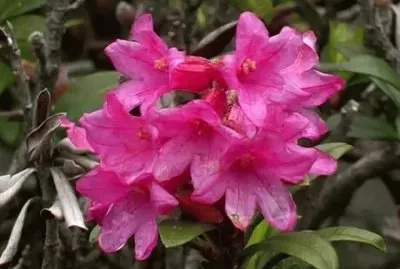 Rhododendron jigsaw puzzle