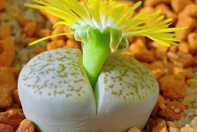 flores jigsaw puzzle