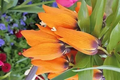 flores jigsaw puzzle