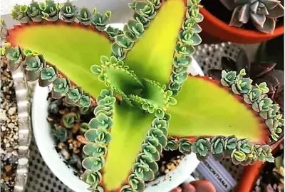 natural jigsaw puzzle