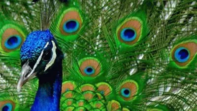 Bonito jigsaw puzzle