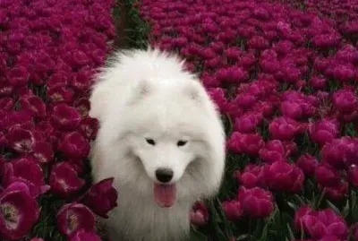 MASCOTAS jigsaw puzzle