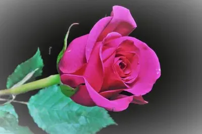 flores jigsaw puzzle