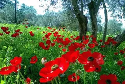 imagem jigsaw puzzle