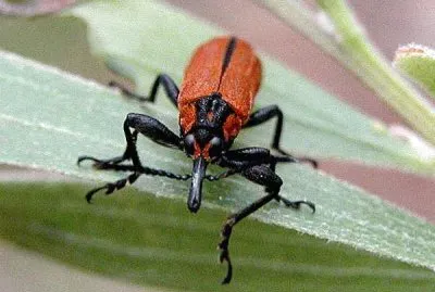 Rhinotia maemoptera