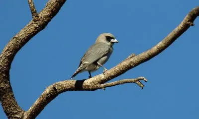 Artamo cinerino