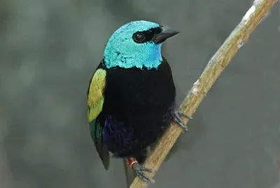 Tangara cyanicollis