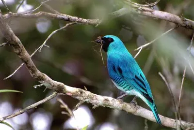 Tersina viridis