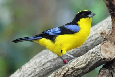 Anisognatus somptuous