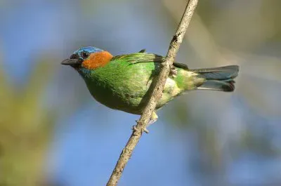 Tangara cyanocephala