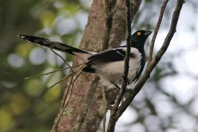 Cissopis leverianus jigsaw puzzle