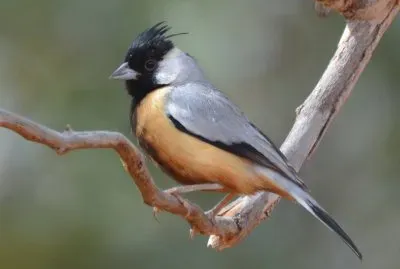 Charitospiza eucosma