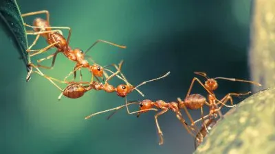 פאזל של HORMIGAS