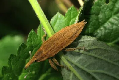 Lixus iridis