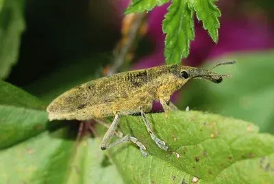 Lixus polverulentus