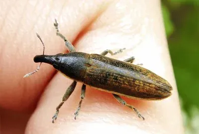 Lixus junci