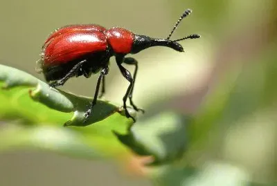 Rhyinchites bicolor