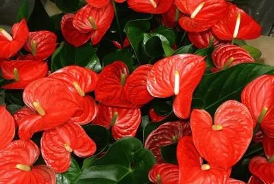 Anthurium