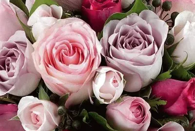 flores