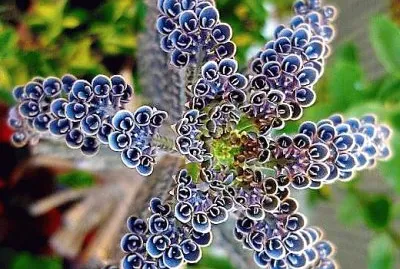 flores jigsaw puzzle