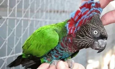 natural jigsaw puzzle