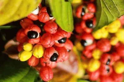 frutas jigsaw puzzle