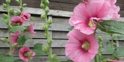 Rose trÃ¨miere jigsaw puzzle