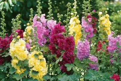 Rose trÃ¨miere jigsaw puzzle