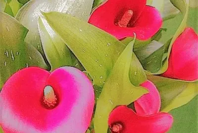 flores jigsaw puzzle