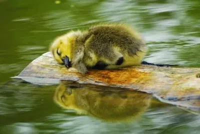 Animais