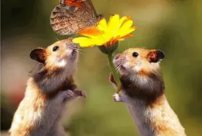 Animais