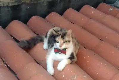 Gata Micha
