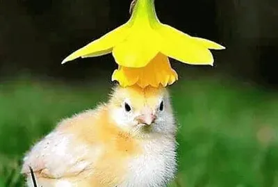 פאזל של flores