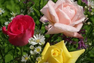 פאזל של Rosas
