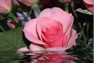 פאזל של Rosas