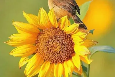 natural jigsaw puzzle