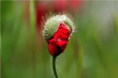 natural jigsaw puzzle