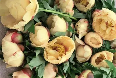 flores