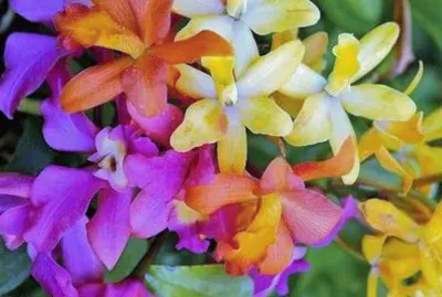 flores jigsaw puzzle